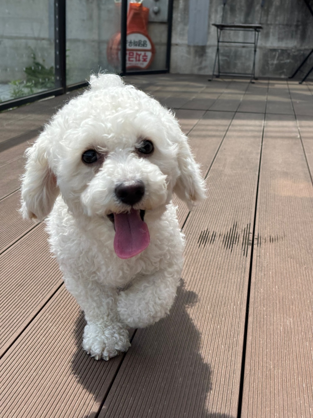 비숑 프리제 이미지 파일 입니다.
